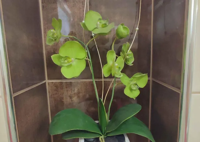 In - Balaton 19786 Apartament Siófok